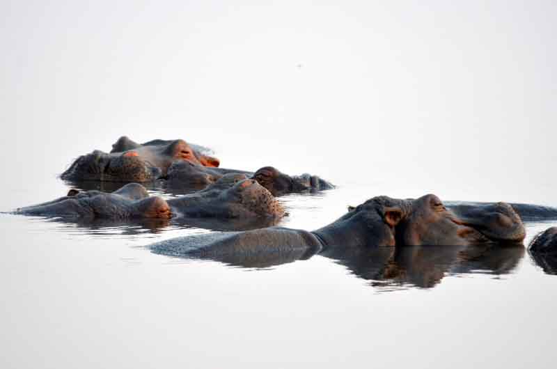 64 - Botswana - hipopotamos - parque nacional de Chobe